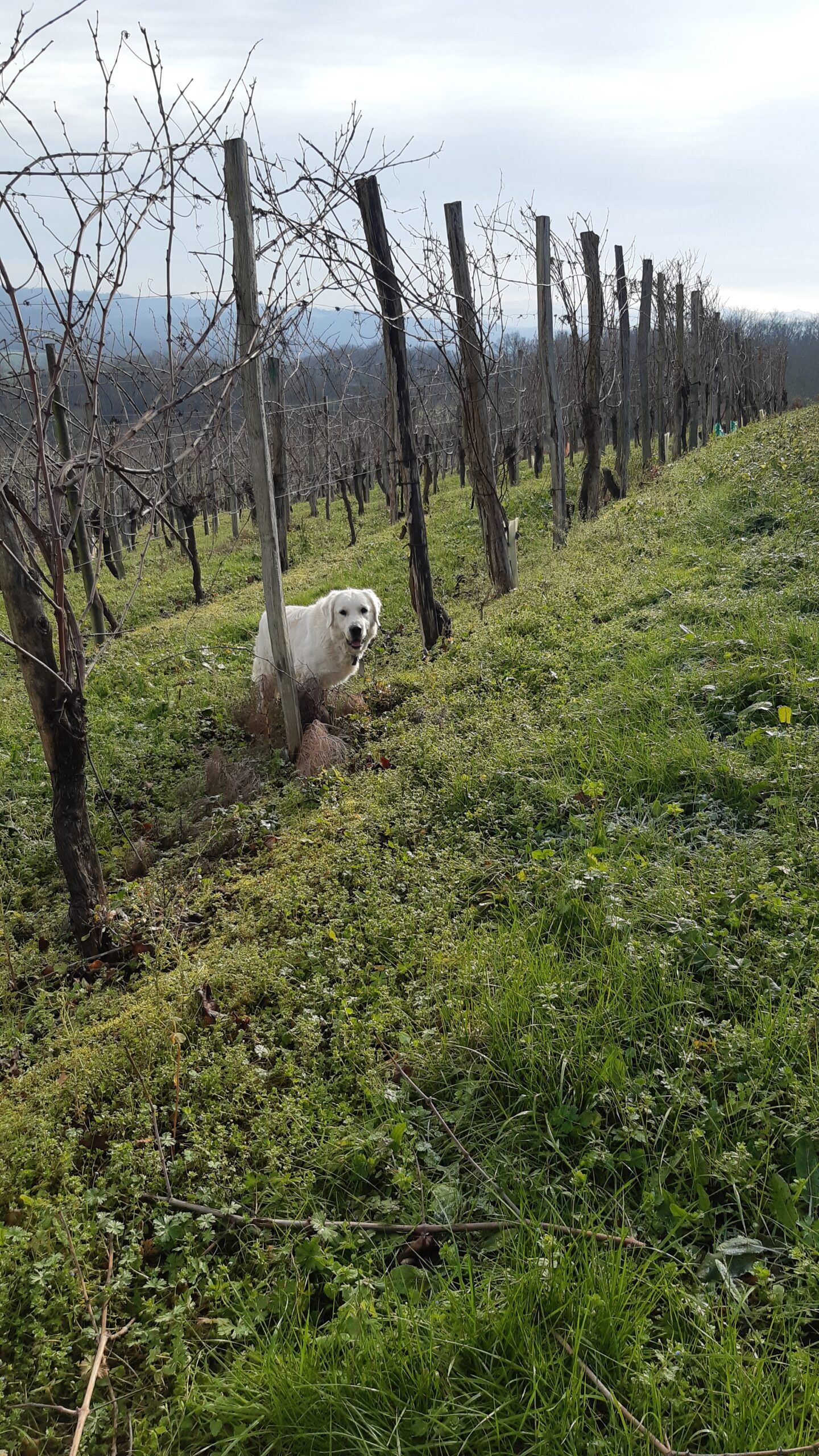 Clos Gassiot