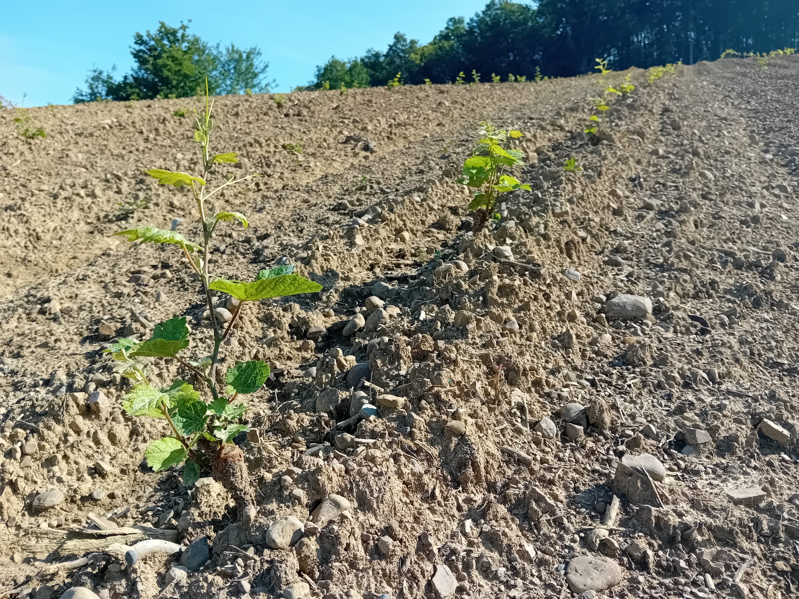 Clos Gassiot