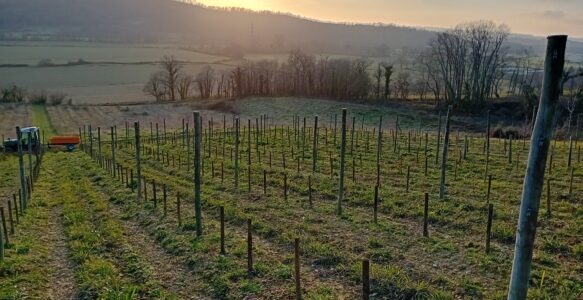 Les travaux dans les vignes